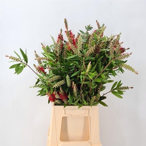 CALLISTEMON VIRGIN