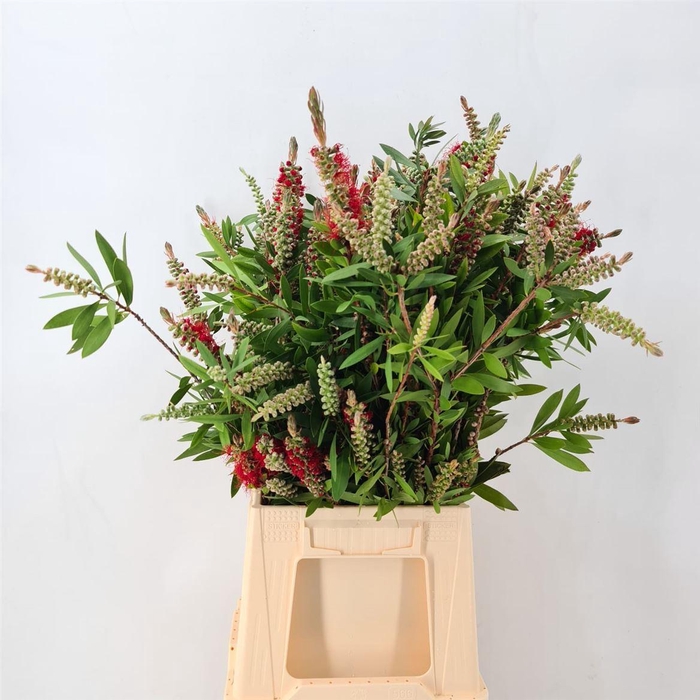 <h4>CALLISTEMON VIRGIN</h4>