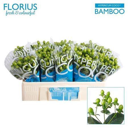 <h4>Hyp Coco Bamboo Green</h4>