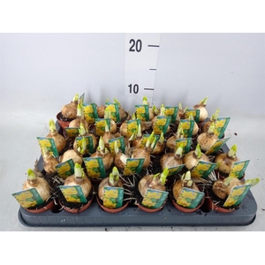 Narcissus  'Tete a tete'