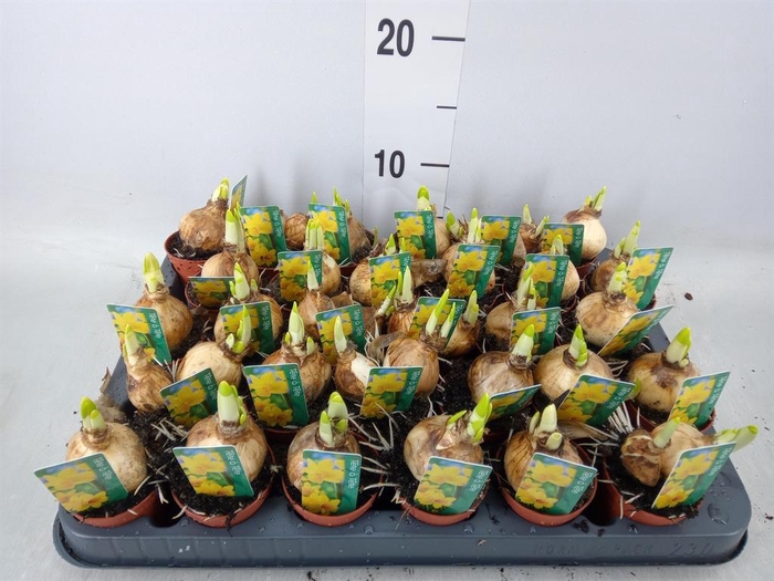 <h4>Narcissus 'Tete a tete'</h4>