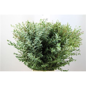 Euca Parvifolia Lang 300 Gram