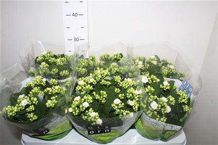 <h4>Kal Ge Whites White</h4>