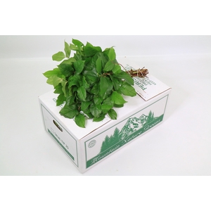 Salal  Tips AIR