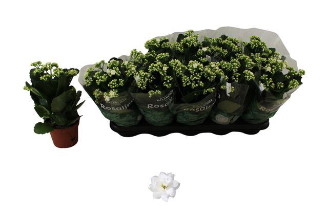 <h4>Kal Ge Don Dione</h4>