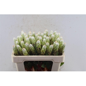 Protea Mundi