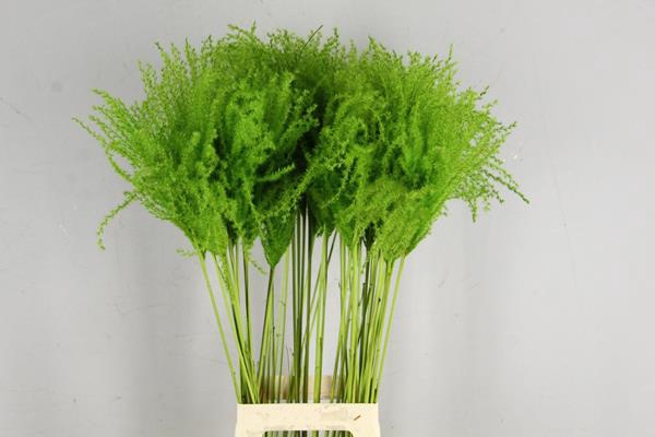 <h4>Df Miscanthus 90cm Apple Green</h4>