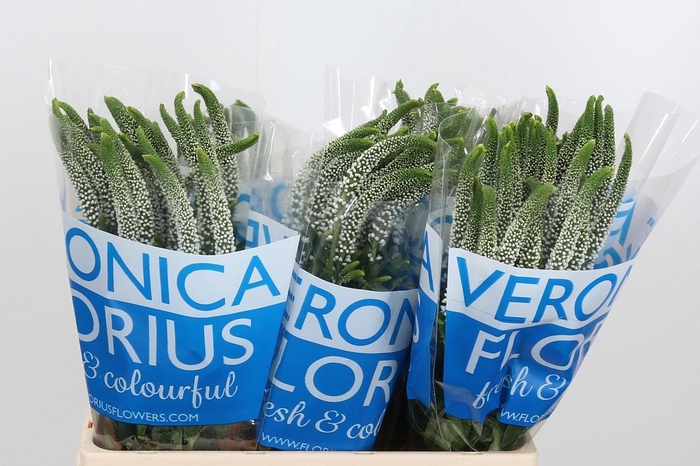 <h4>Veronica Caya Wit</h4>