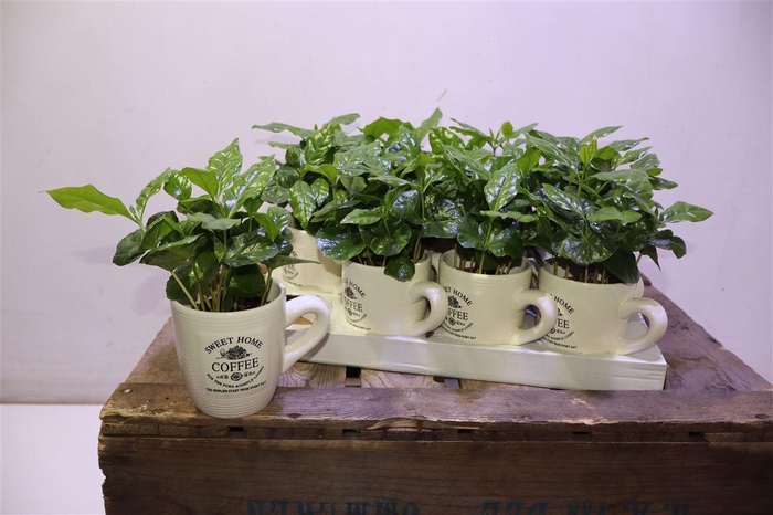 <h4>Coffea Arabica In Beker</h4>