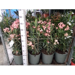 Nerium oleander   ...