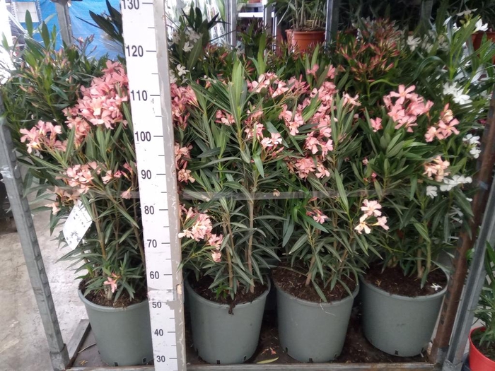 <h4>Nerium oleander   ...</h4>