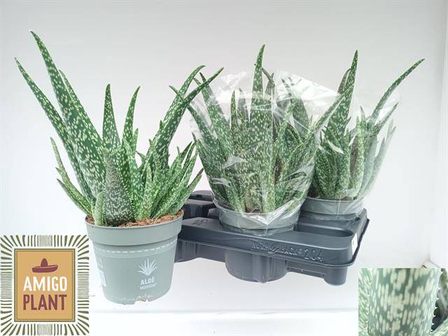 <h4>ALOE VERA</h4>
