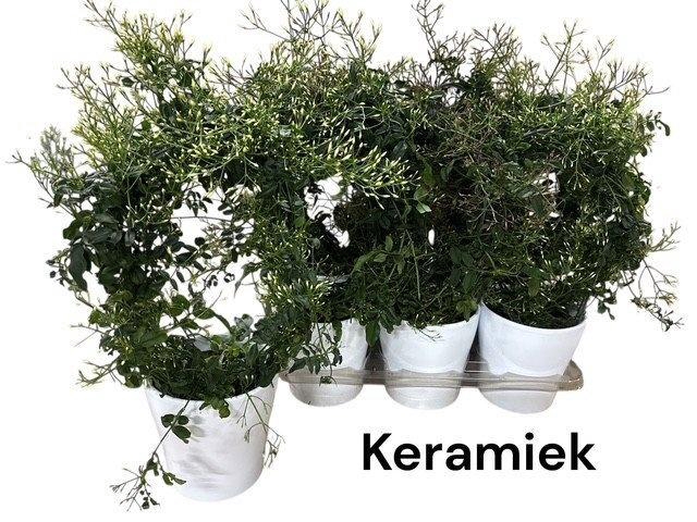 <h4>JASM POLYANTHUM WIT</h4>