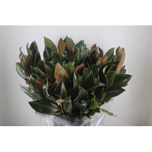 Magnolia Leaves P Bunch