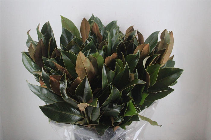 <h4>Magnolia Leaves P Bunch</h4>