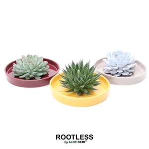 ROOTLESS Succulent, Squirrel bowl