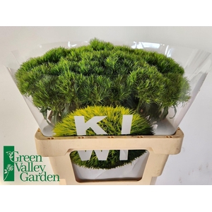 DIANTHUS BARB. 'KIWI MELLOW'