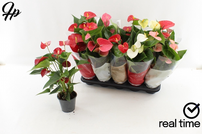 <h4>ANTHU AN GEM 4 KL</h4>