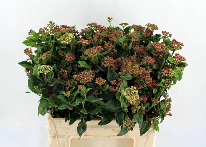 <h4>Viburnum Bloem Bos</h4>