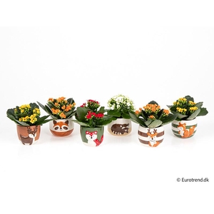 KALANCHOE BLOSSF P6 E 4648