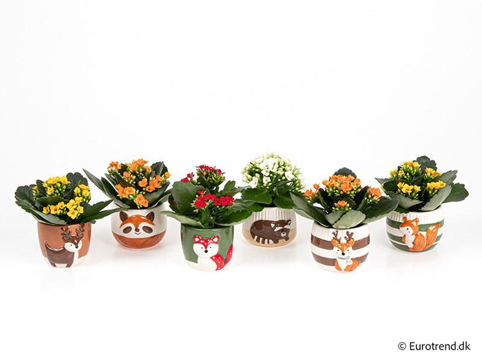 <h4>KALANCHOE BLOSSF P6 E 4648</h4>
