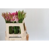 Nerine Mix