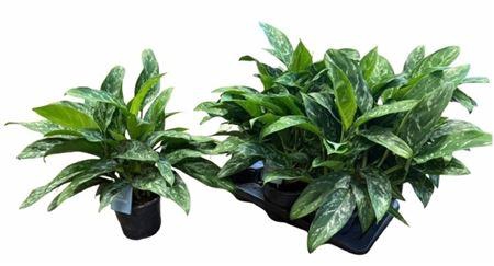 arr8 Aglao Green Lady