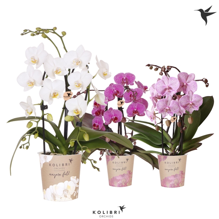 <h4>Kolibri Orchids Cascade Niagara Fall mix 2 spike</h4>