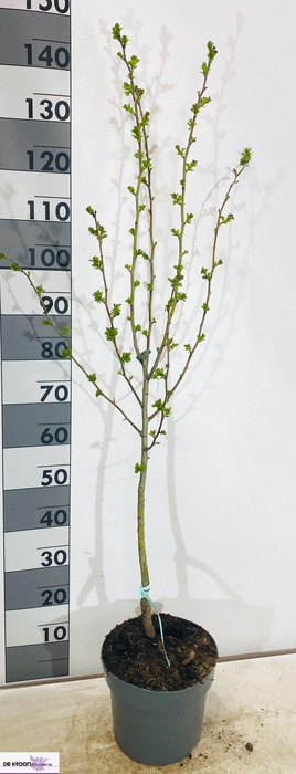 <h4>CRATAEGU M PAULS SC</h4>