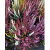 Calluna Garden Girls Smixies