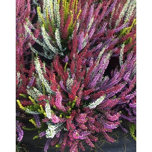 Calluna Garden Girls Smixies