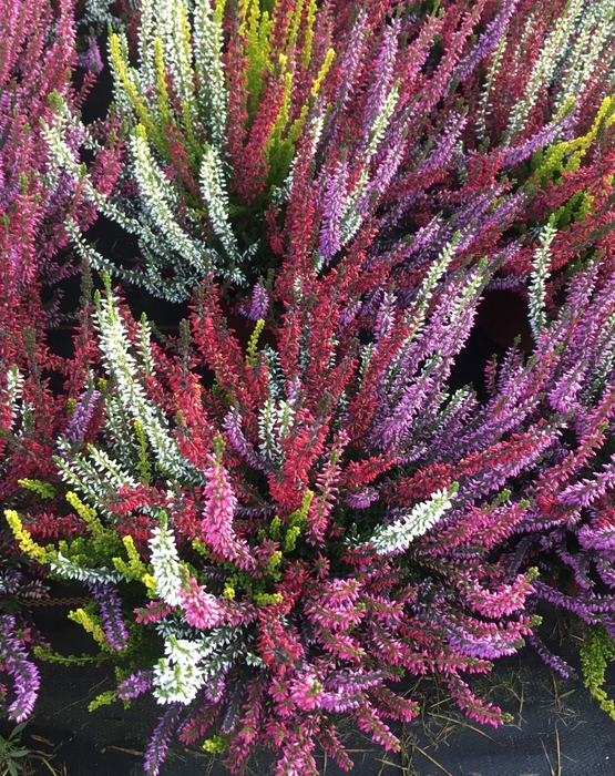 Calluna Garden Girls Smixies