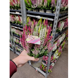 CALLUNA BEAUTY LADIES HIGH FIVE