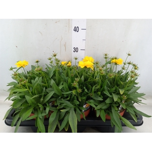 Coreopsis grand. 'Presto'