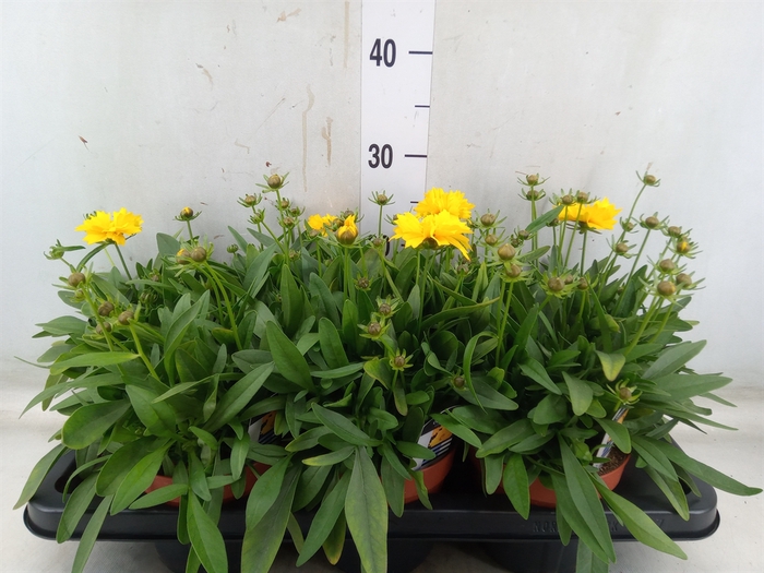 <h4>Coreopsis grand. 'Presto'</h4>