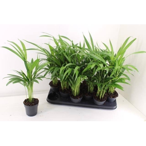 DYPSIS LUTESCENS