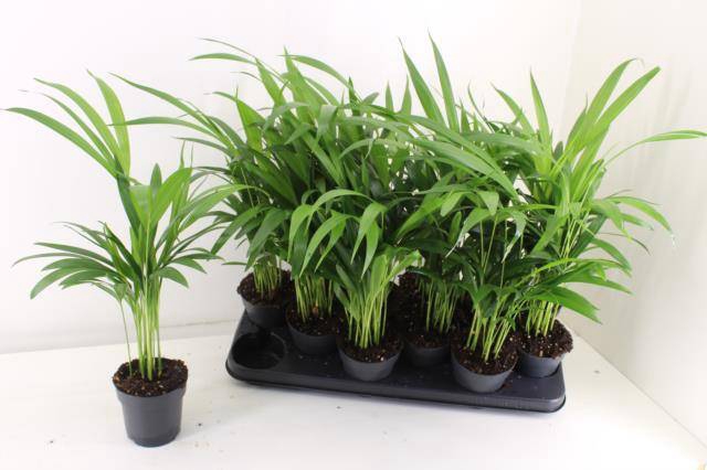 <h4>DYPSIS LUTESCENS</h4>