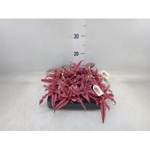 Cryptanthus   ...mix