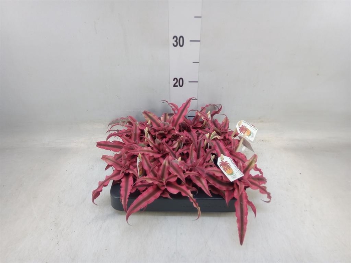 <h4>Cryptanthus   ...mix</h4>