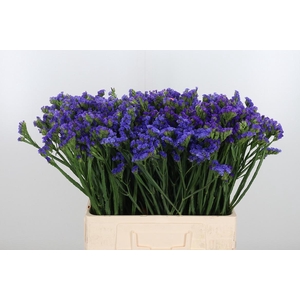 Statice Crystal Dark Blue