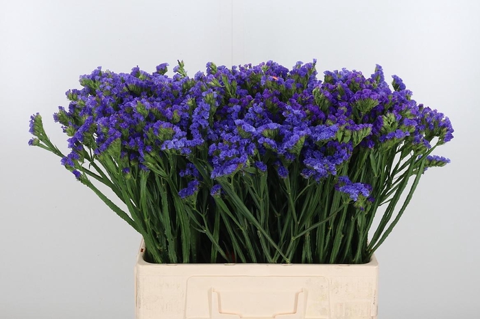 <h4>Statice Crystal Dark Blue</h4>