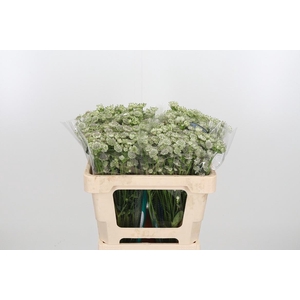 Astrantia Wit Billion Stars