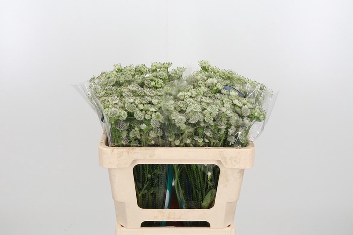 <h4>Astrantia Wit Billion Stars</h4>