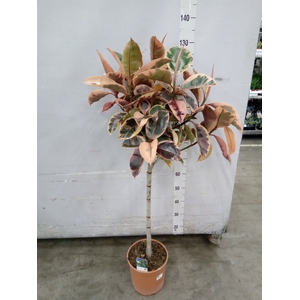 Ficus   ...
