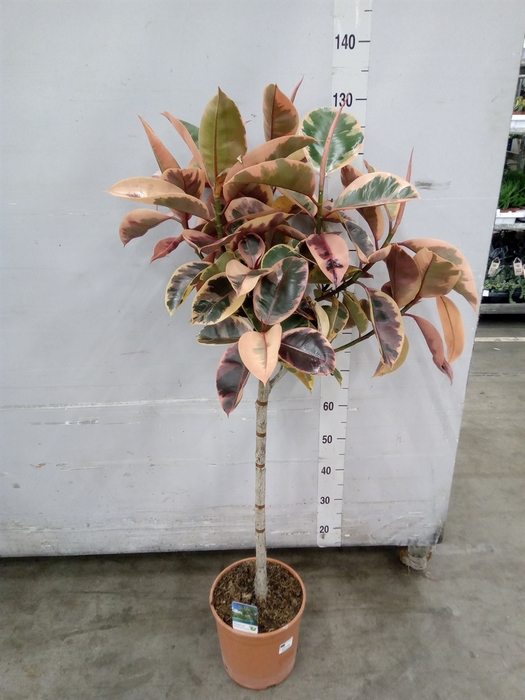 <h4>Ficus   ...</h4>