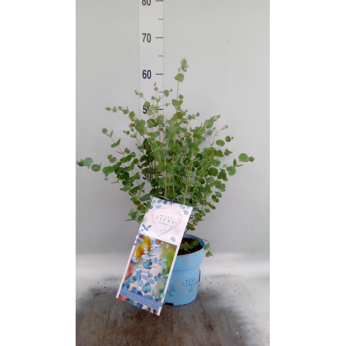 <h4>Eucalyptus gunnii</h4>