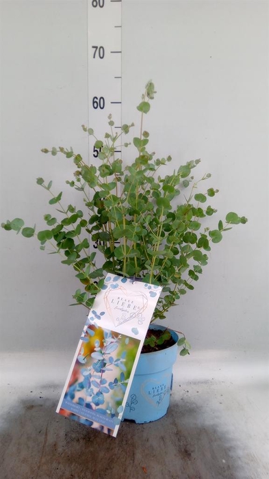 Eucalyptus gunnii