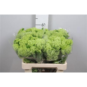 Viburnum Roseum St 2+