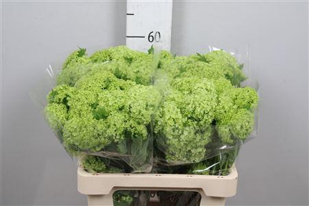 <h4>Viburnum Roseum St 4+</h4>