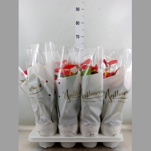 Anthurium andr. 'Red Champion'